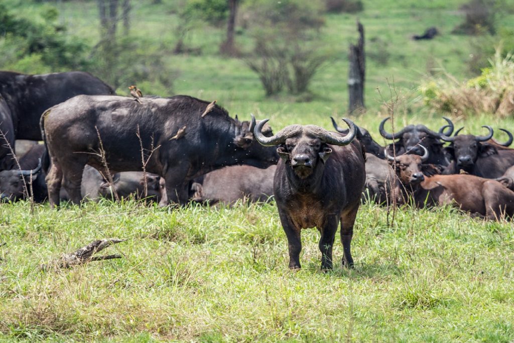 A herd of buffaloes in Queen Elizabeth National Park, part of what to see on your Uganda Wildlife Safari and Gorilla Tracking experience