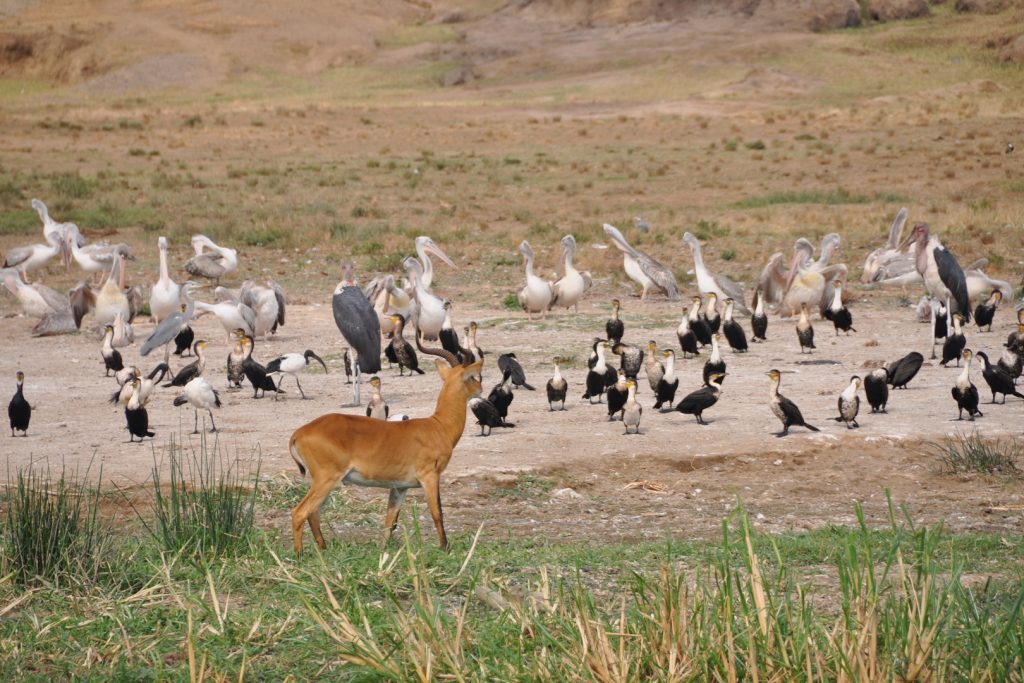 Antelopes alongside bird species in Queen Elizabeth National Park, part of what to see on your Uganda Safari Queen, Bwindi, and Lake Mburo