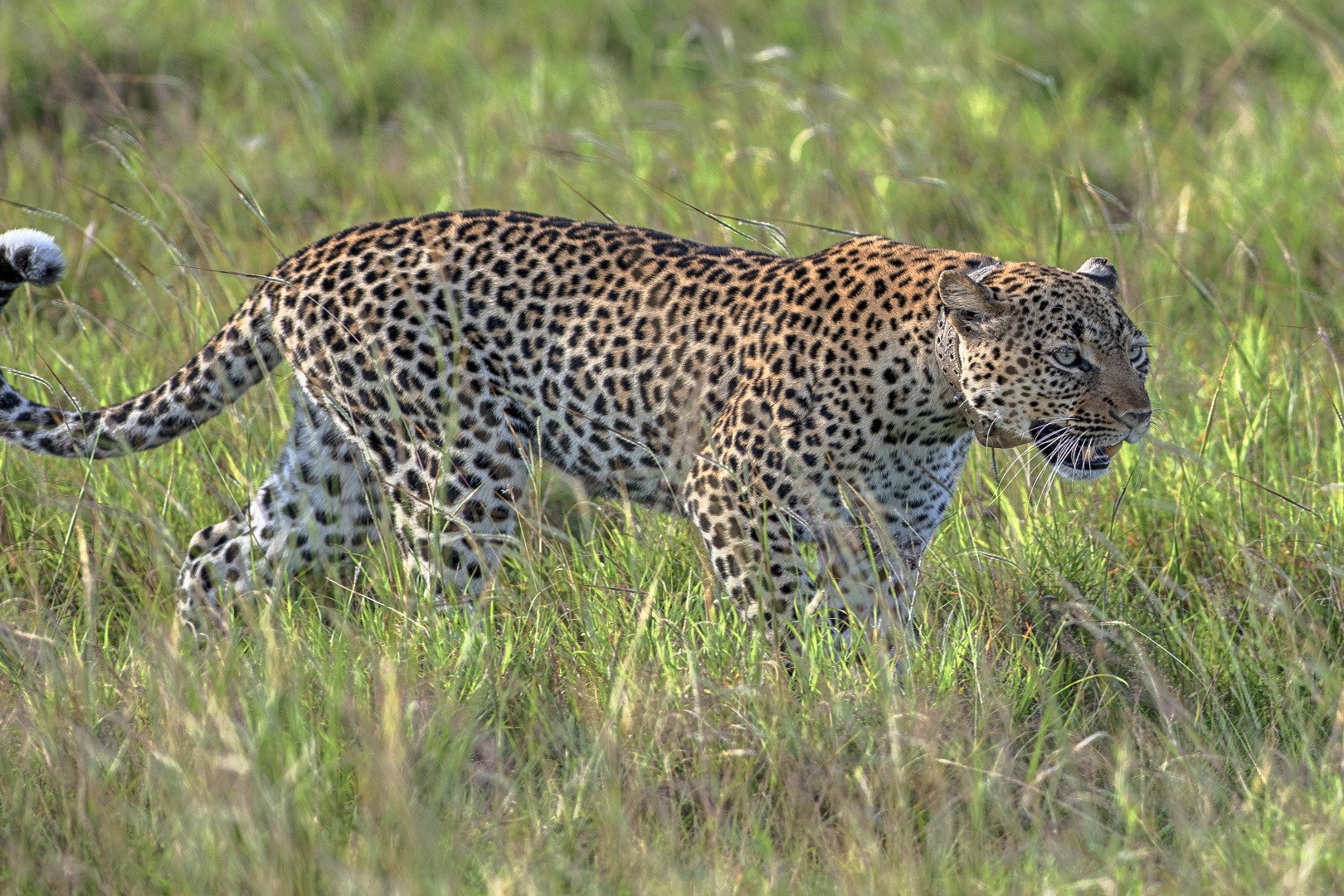 A leopard spotted in Queen Elizabeth National Park